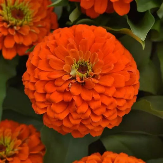 Gardening Zone High Quality Zinnia Orange 20 Seeds