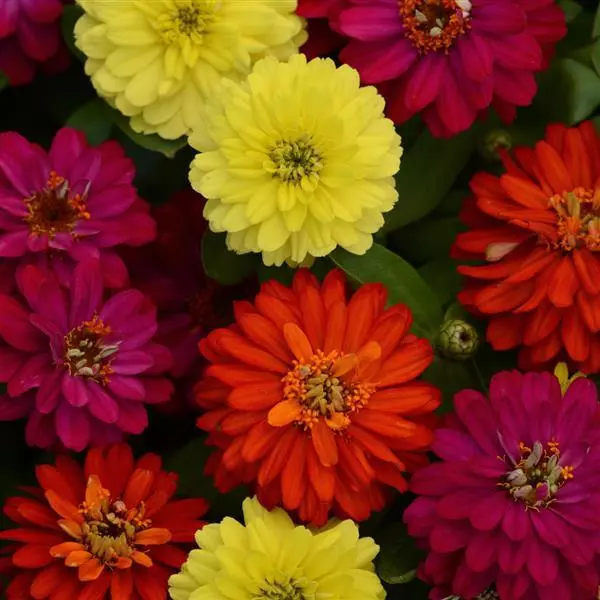 Gardening Zone High Quality Zinnia Zahara Dubble Imported  Mix 10 Seeds