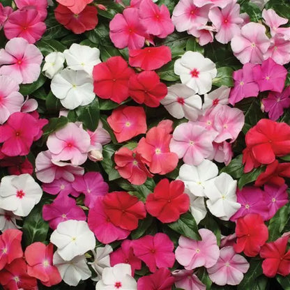 Gardening Zone High Quality Vinca Pacifica Mix - Imported Seeds - 20 Seeds"