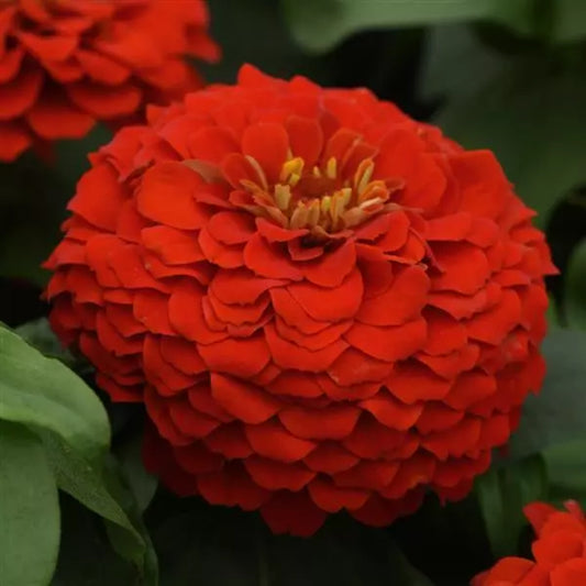 Gardening Zone High Quality Zinnia Scarlet Flame 20 Seeds