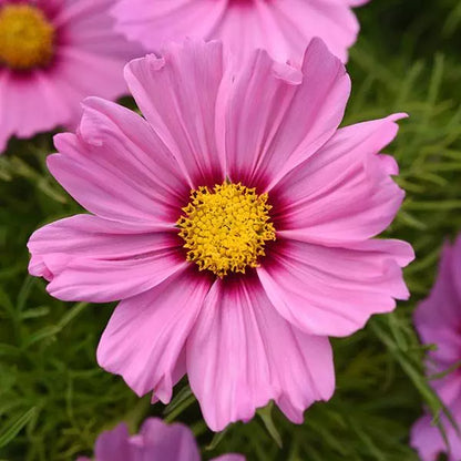 Gardening Zone High Quality Cosmos Mix Imported  10 Seeds