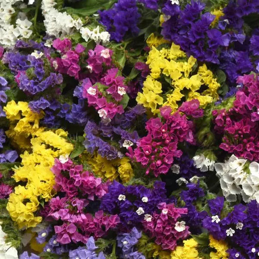 Gardening Zone High Quality Limonium Mix 20 Imported Seeds