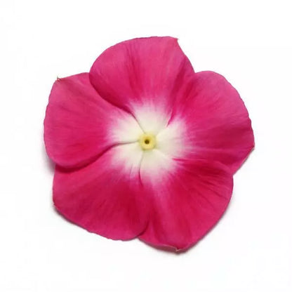 Gardening Zone High Quality Vinca Pacifica Mix - Imported Seeds - 20 Seeds"