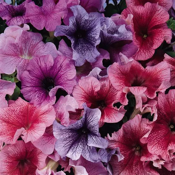 Gardening Zone High Quality  Petunia Radiant Mix - Imported Seeds - 100 Seeds"