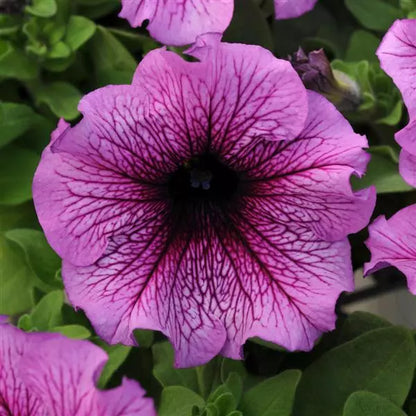 Gardening Zone High Quality  Petunia Radiant Mix - Imported Seeds - 100 Seeds"