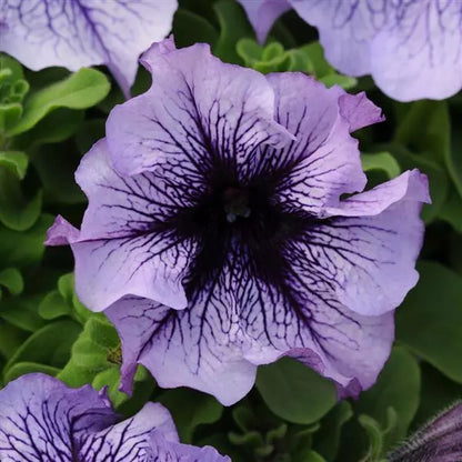 Gardening Zone High Quality  Petunia Radiant Mix - Imported Seeds - 100 Seeds"