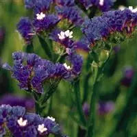 Gardening Zone High Quality Limonium Dark Blue 20 Imported Seeds