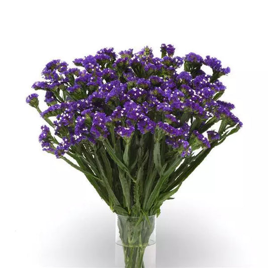 Gardening Zone High Quality Limonium Dark Blue 20 Imported Seeds