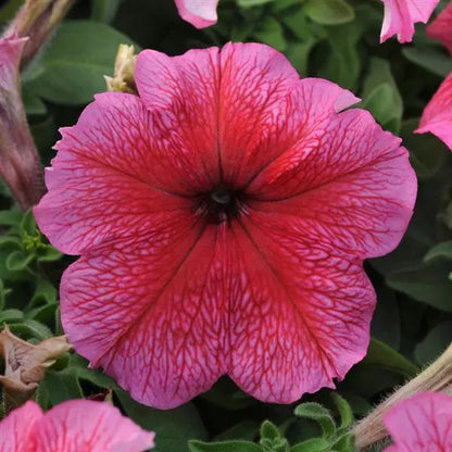 Gardening Zone High Quality  Petunia Radiant Mix - Imported Seeds - 100 Seeds"