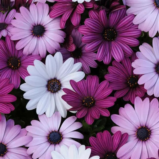 Gardening Zone High Quality Osteospermum Mix 20 Seeds