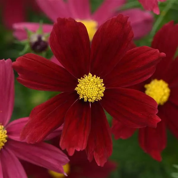 Gardening Zone High Quality Cosmos Mix Imported  10 Seeds