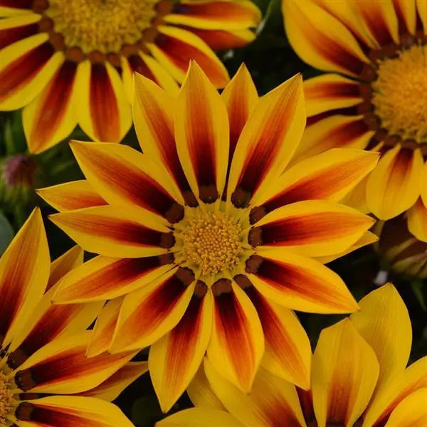 Gardening Zone High Quality  Sunburst F1 Gazania Mix - 10 Imported Seeds"