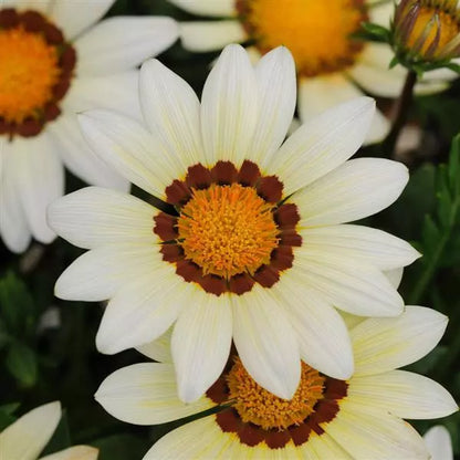 Gardening Zone High Quality  Sunburst F1 Gazania Mix - 10 Imported Seeds"