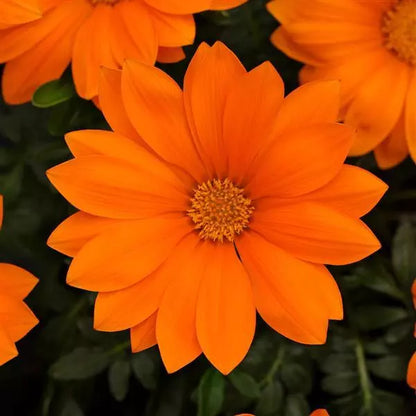 Gardening Zone High Quality  Sunburst F1 Gazania Mix - 10 Imported Seeds"