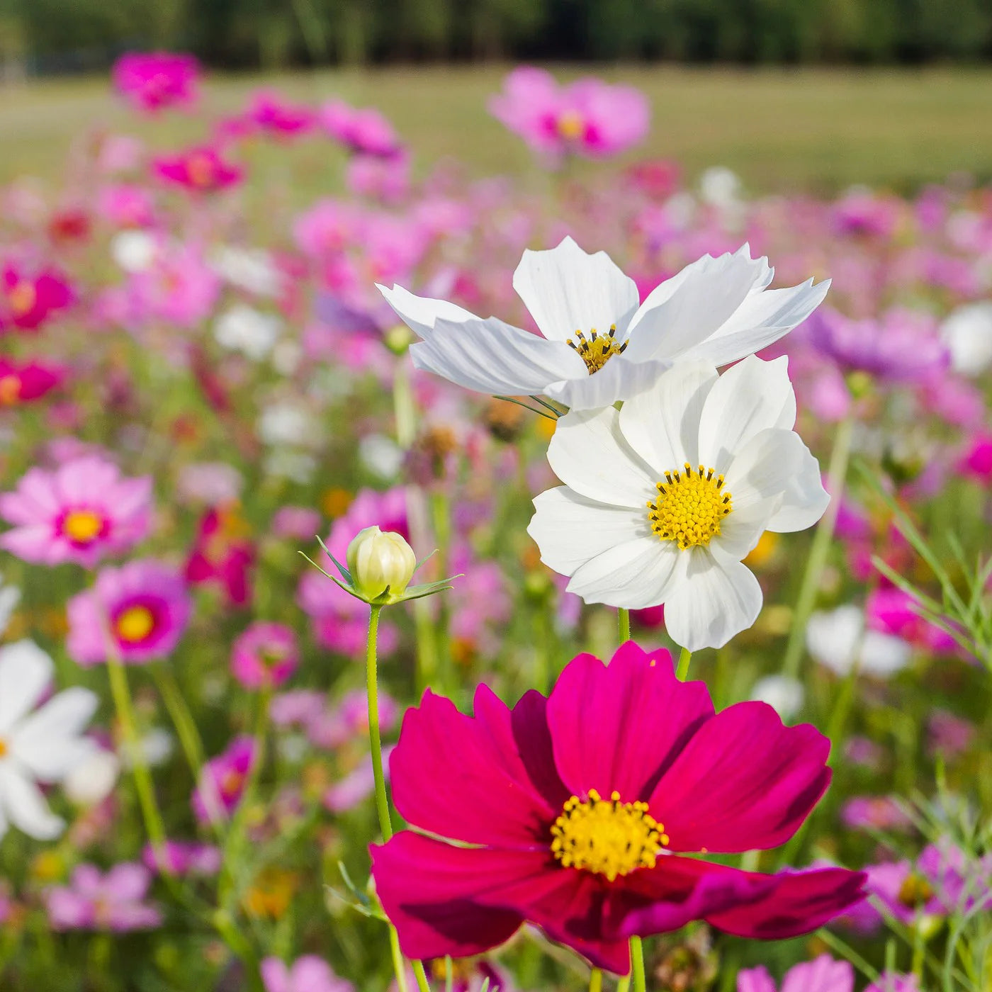 Gardening Zone High Quality Cosmos Sensation Mix 20 Seeds