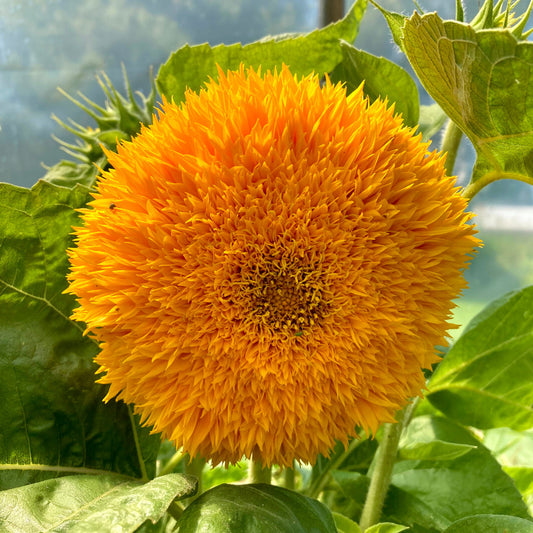 Gardening Zone High Quality Sunflower Teddy Bear 10 Seeds