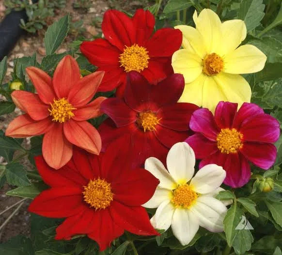 Gardening Zone High Quality Dahlia Top Star Beauty Mix 20 Seeds