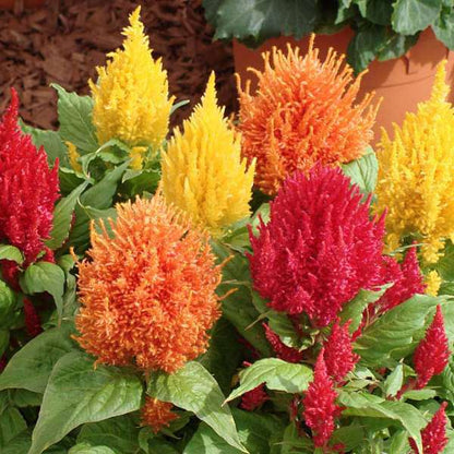 Gardening Zone High Quality Celosia Plumosa Mix 20 Seeds