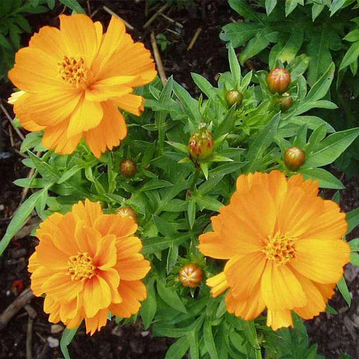 Gardening Zone High Quality cosmos-bright-light-30-seeds