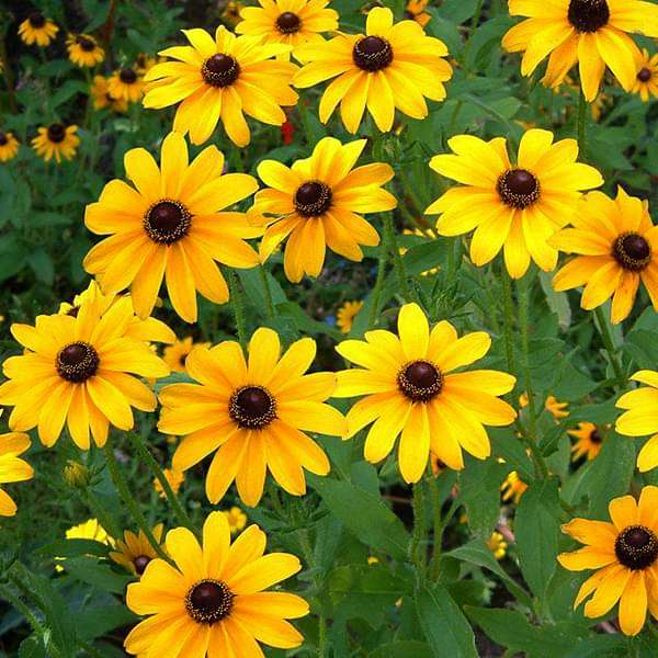 Gardening Zone High Quality Sunflower Miniature Seeds