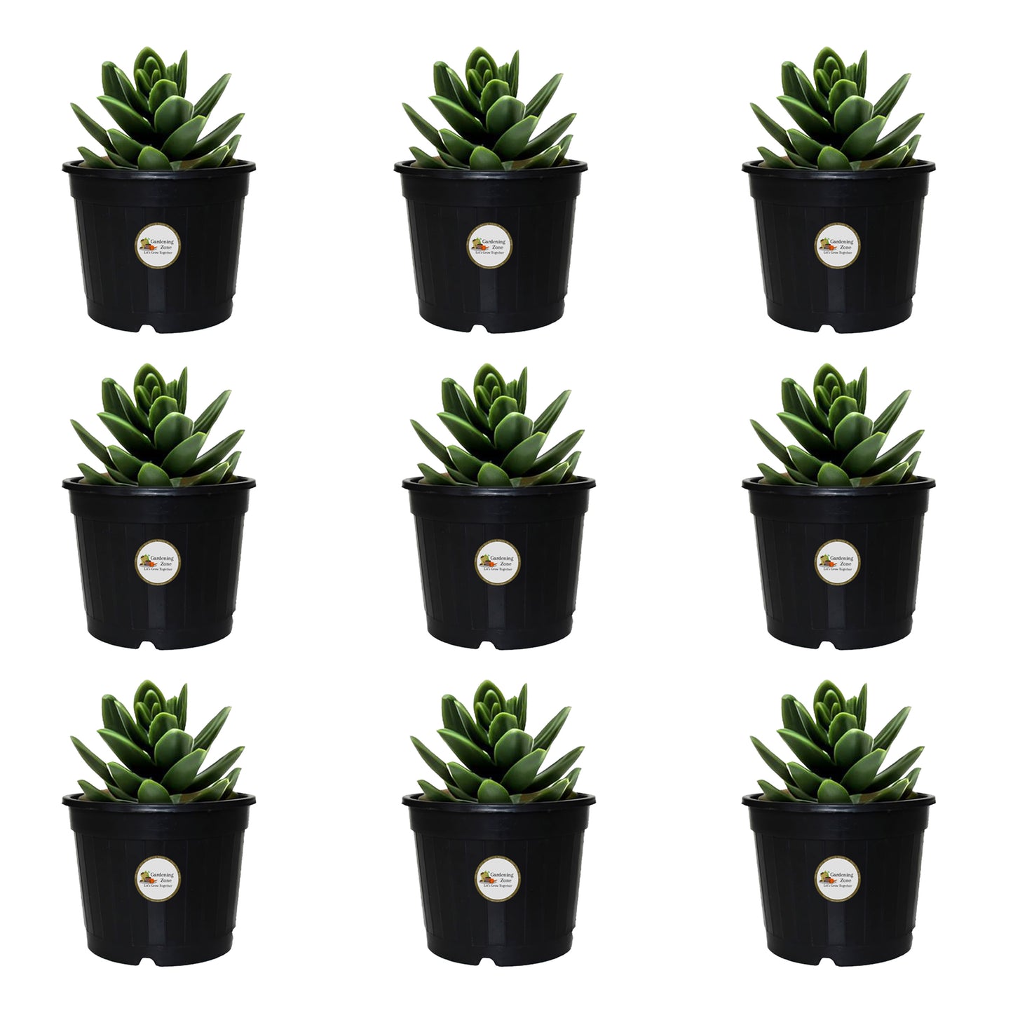 Gardening Zone High Quality   4 Inch Nursery Pots for Home Garden – Best for Seed Germination, Succulent Plants, and Cactus (Pack of 9, Durable & Lightweight)