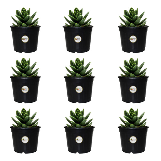 Gardening Zone High Quality   4 Inch Nursery Pots for Home Garden – Best for Seed Germination, Succulent Plants, and Cactus (Pack of 9, Durable & Lightweight)