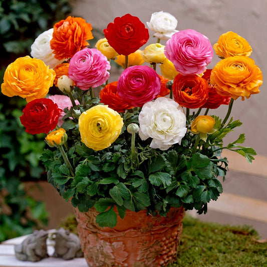 Gardening Zone High Quality  Pack of 5 Mixed Color Ranunculus Bulbs – Bright & Beautiful Spring Blooms for Your Garden